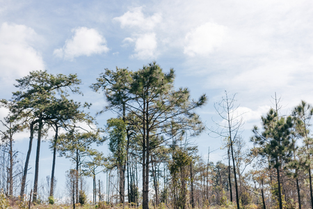 tree with Blue sky and cloud and landの写真素材