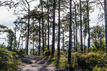 tree view in jungleの写真素材