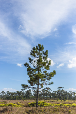 Alone tree with Blue sky and cloud and landの写真素材