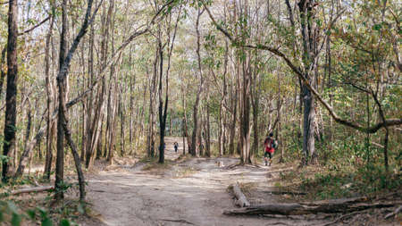 tree viewの写真素材