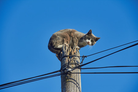 Cat on the sky