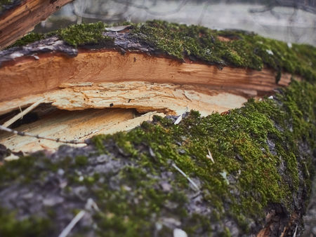 A broken tree covered with green moss in a spring forest after a strong windの写真素材