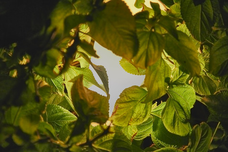 Translucent texture.の写真素材