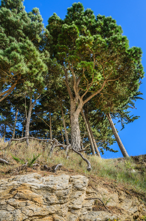 Big trees and long root protruding over the ground at the edge of a cliff under blue sky and cloudsの写真素材