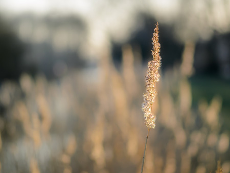 Dried reed voice wetland plant by the river. Closeup of one voice with blurred background.の写真素材