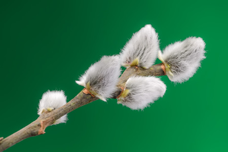 One of the first trees to break bud in late winter or early spring is pussy willow. Branch with buds, with green background.の写真素材