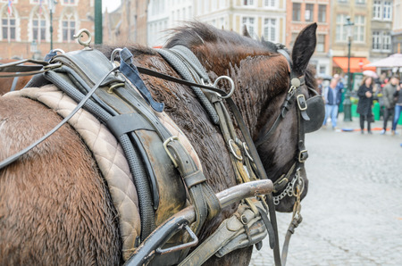 Horse with heavy carriage harness in the main square The Markt Bruges Belgium.