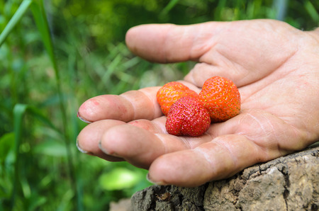 Small wild strawberries on a old farmers hand, in the woods with a tree stump.の写真素材