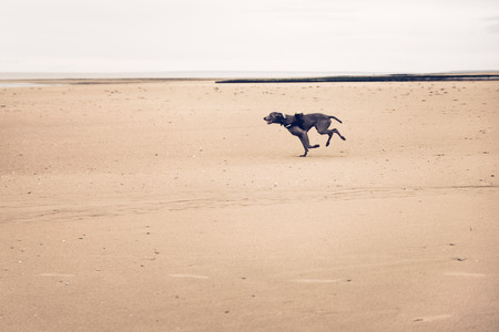 Beautiful dog, chesapeake bay retriever, running on the beachの写真素材