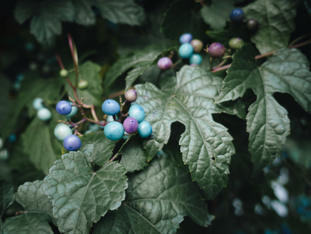 Colorful berries with green leaves, blue, purple, greenの写真素材