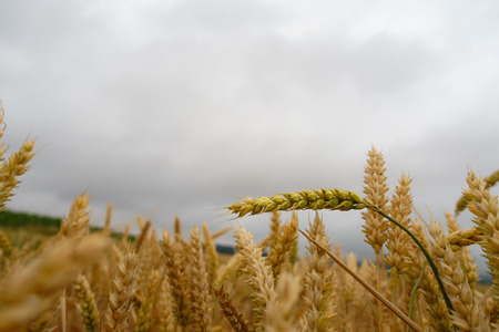 Wheat field with closeup straws against cloudy sky,