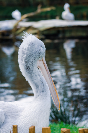 Big pelican bird portrait, close up, beak and eye on the beach by the waterの写真素材