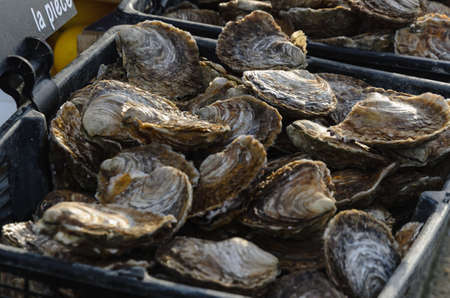 Fresh shell oysters, on the counter in plastic boxes on the market. Oysters for sale at the seafood market. Close-up.の写真素材