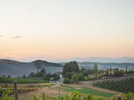 Grape field of vines in the countryside of Tuscany, near Florence with a farm in the distanceの写真素材