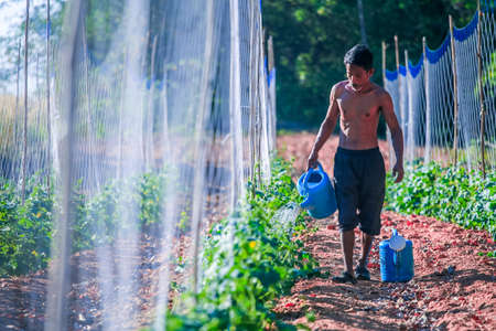 A young asian man watering the plants in the vegetable garden.
