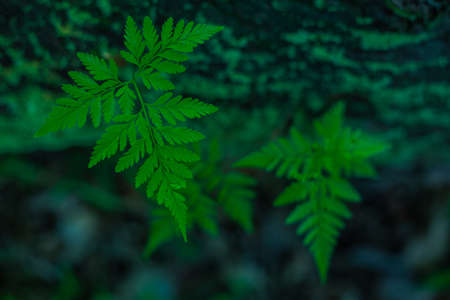 Beautiful green leaves of fern on a dark background. Natural background.の写真素材