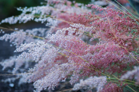 pink grass flowers in the garden, close-up, selective focus