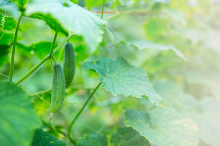Cucumbers are keeping the ball in the garden.vegetables in the gardenの写真素材