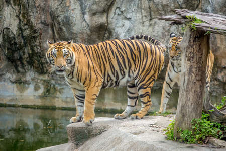 Beautiful Bangal tiger.Tiger in the water.