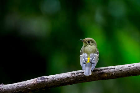 Yellow-rumped Flycatcher in the tree.の写真素材