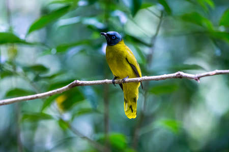 A male Black-crested Bulbul (Pycnonotus goiavier) perched on a branchの写真素材