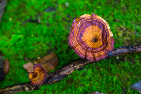 Lingzhi mushroom (Lingzhi mushroom) on the moss in the forest.