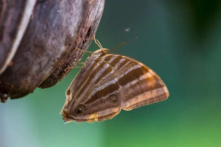 Macro shots, Beautiful nature scene. Closeup beautiful butterfly sitting on the flower in a summer...