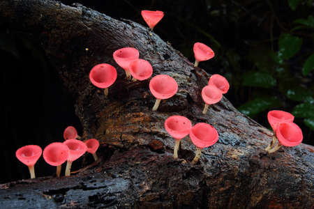 red mushrooms in the wood. Gathering mushrooms. Mushroom photo, forest photo, forest mushroom.