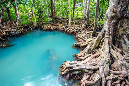 Mangrove forest with turquoise water at Krabi, Thailandの写真素材