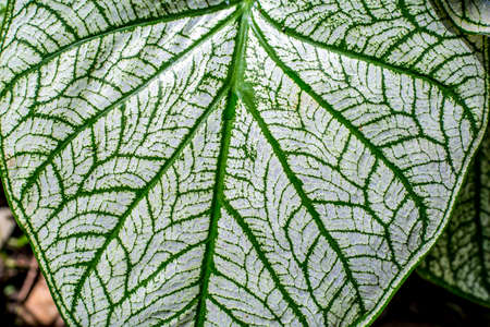 Caladium bicolor leaf texture background, Caladium bicolor