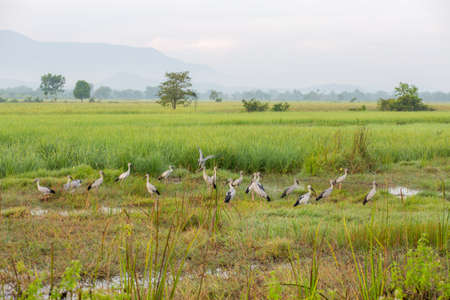 Heron in the rice field at Chiang Mai, Thailand.
