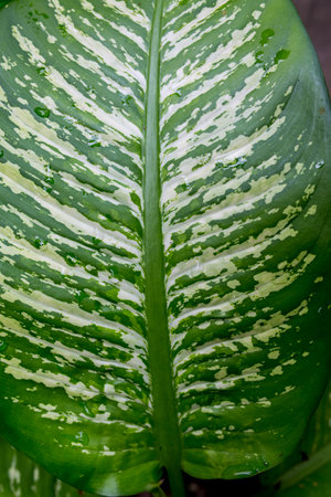 Caladium leaf close up. (Scientific name Aglaonema)
