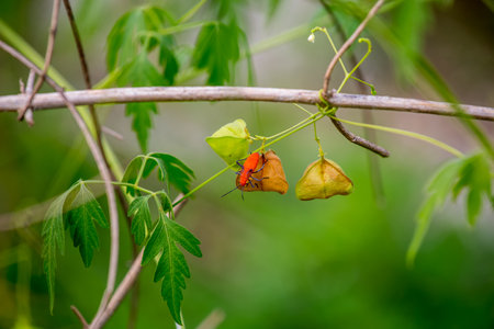 Insects on the branches of a tree in the forest.の写真素材