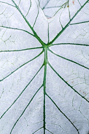 White caladiums (Angel Wings) with red veins and green margins.Bon White leavesの写真素材