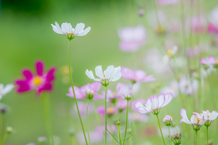 Nature of pink flower cosmos in garden for background abstractの写真素材
