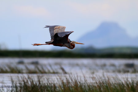 Purple heron (Ardea purpurea) in flightの写真素材