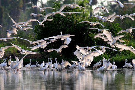 Great White Egret, Ardea alba, flock of white egrets flying on the waterの写真素材