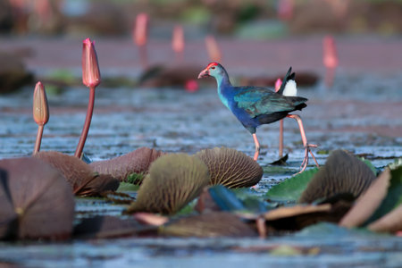 Purple Swamphen (Porphyllus purpureus)