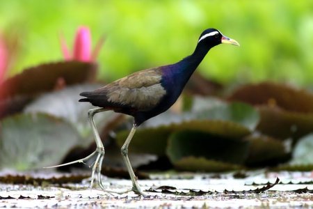 Purple-necked Jacana (Porphyllus indicus)の写真素材