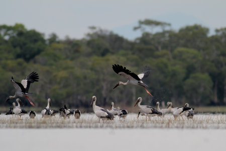 Flock of storks in the Okavango Delta, Botswana
