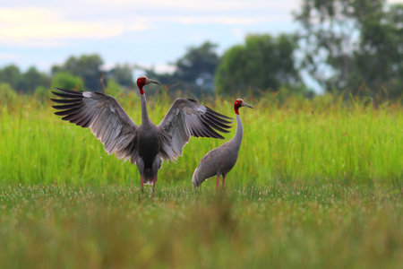 Sandhill cranes ( Grus canadensis) mating in a rice fieldの写真素材