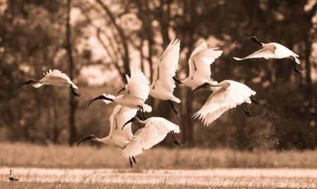 whitg flamingos flying on the lake