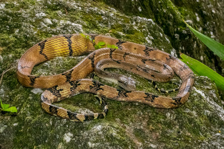 Boiga cynodon snake in the grassの写真素材