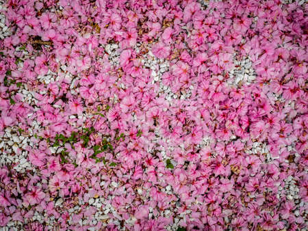 Flowers petals over pebbles as a natural backgroundの写真素材