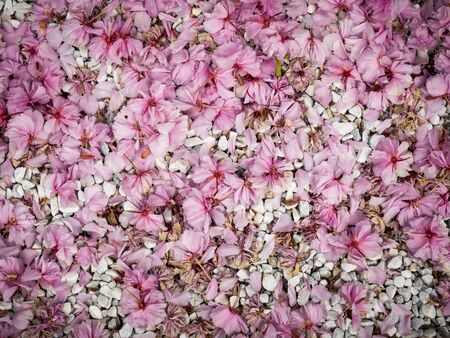 Flowers petals over pebbles as a natural backgroundの写真素材