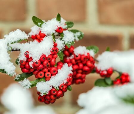  Bunch of rowanberries covered by snow