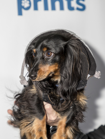 New York, NY, USA - December 19, 2017: Jerry âBrowsâ Powers at the Paw Prints 1st Annual Paw-liday party screening of âBest in Showâ at IFC centerのeditorial素材