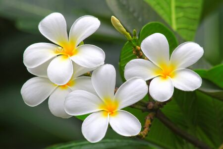 flowerの写真素材