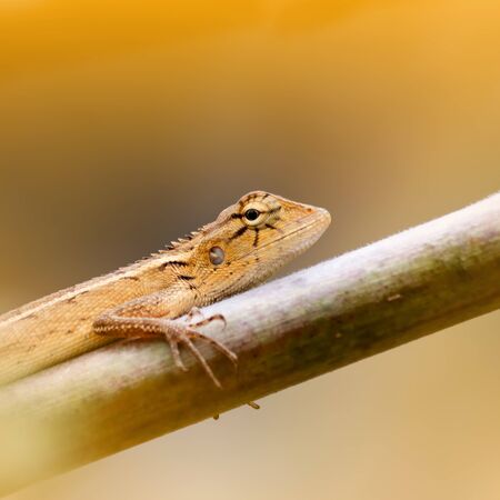 lizard