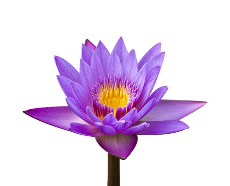 Pink lotus flower on a white background. For a background image.の写真素材